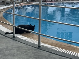 Passports, buckets and spades - the Excellent Cats go on their holidays