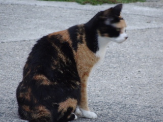 Flounders or Flouncers? The Excellent Cats continue their important debate