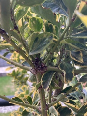 What is this unholy beast?