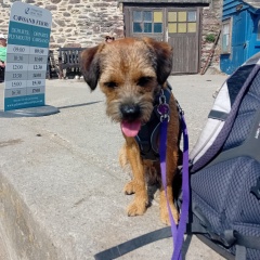 Border terriers