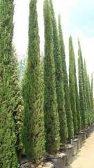 Lack of Privacy in Garden