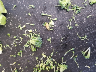 What is this on my brocolli??