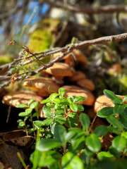 The Autumnal Christmas Chronicles Preamble thread