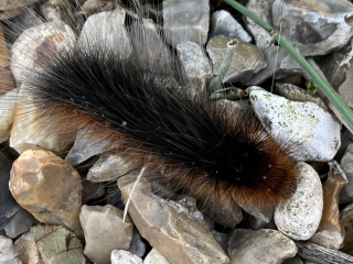 Can anyone help me ID this caterpillar?
