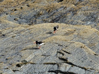 Passports, buckets and spades - the Excellent Cats go on their holidays