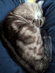 Passports, buckets and spades - the Excellent Cats go on their holidays