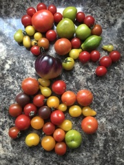 The Vegetable Patch 2024/2025