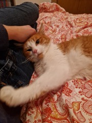Setting up room for rescue cat