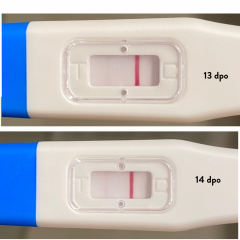 VVFL at 12dpo success stories