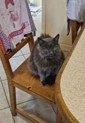 Passports, buckets and spades - the Excellent Cats go on their holidays