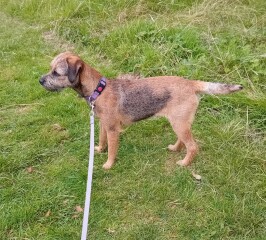 Border terriers