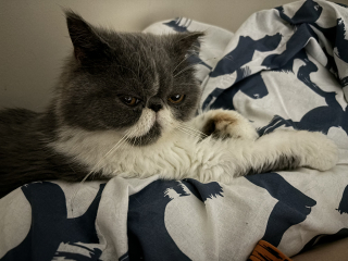 Magnificent Moustaches