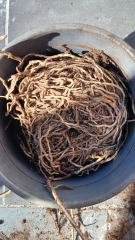 Help! I think I've killed my mostera!