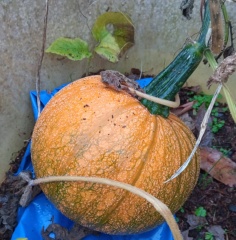 The Vegetable Patch 2024/2025