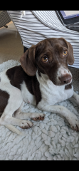 Anyone got a spaniel/jack Russell cross?