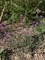 What do I need to do with these new plants for winter?