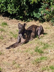 Greyhound
