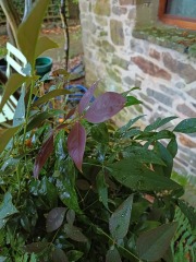 Winter basket and window box plants that thrive on neglect