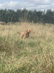 Puppy Survival Thread for New & Old Pups - Soon be Autumn 2024