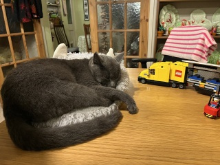 Flounders or Flouncers? The Excellent Cats continue their important debate