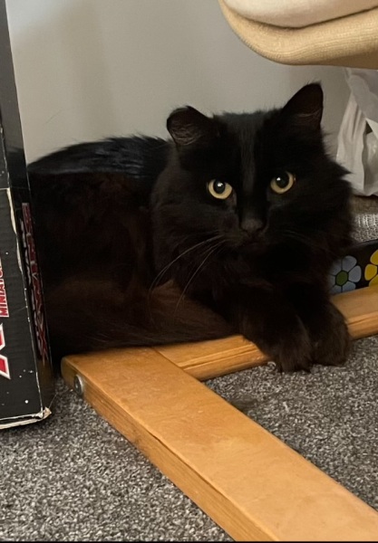 Black cat appreciation (pics please)