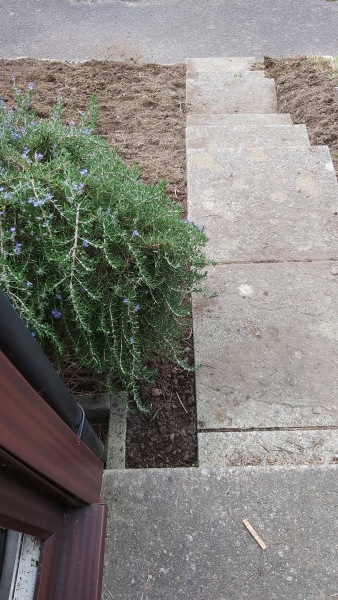 Front garden refresh