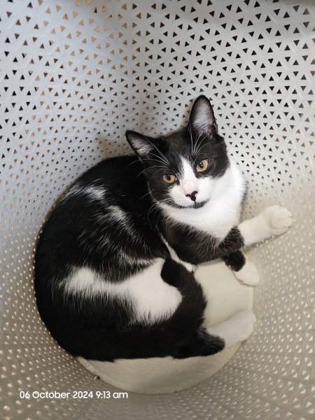 The Autumnal Christmas Chronicles Preamble - Thread 2 further ramblings