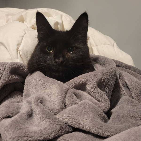 Black cat appreciation (pics please)