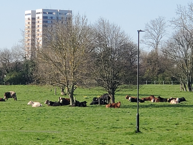 Why would you move to the middle of farmland if you are scared of farm animals?