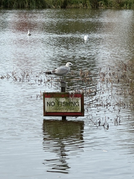 The Nigel Slater Christmas Chronicles Readalong 2024