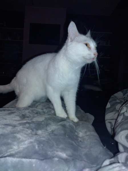 Flounders or Flouncers? The Excellent Cats continue their important debate