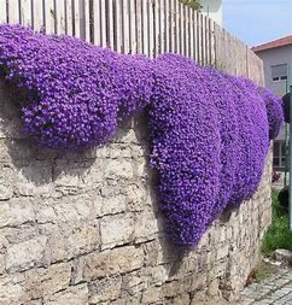 Does anyone know what plant I'm looking for?