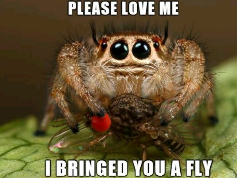 AIBU to say it’s the spider’s house now?
