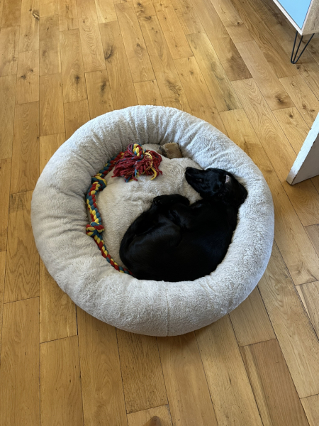 Puppy Survival Thread for New and Old Pups - here comes winter 2024