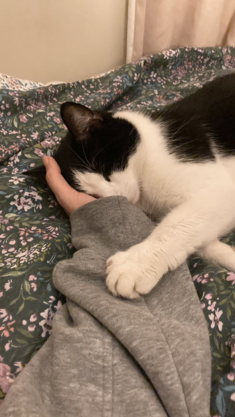 I want to go to bed but I'm cat trapped...