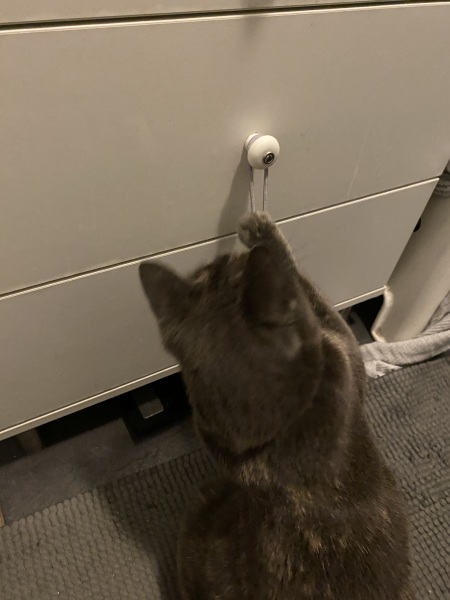 Flounders or Flouncers? The Excellent Cats continue their important debate