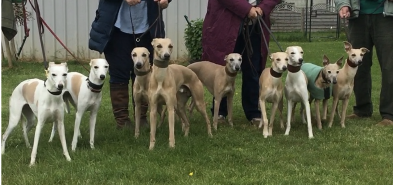 Dog v bitch, does it make a difference?