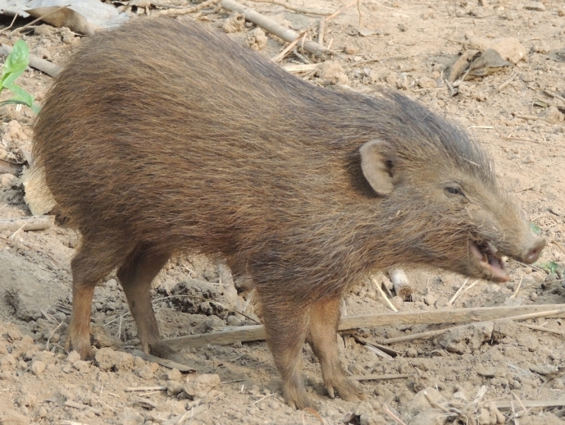 Bluestocking! The Gerbical