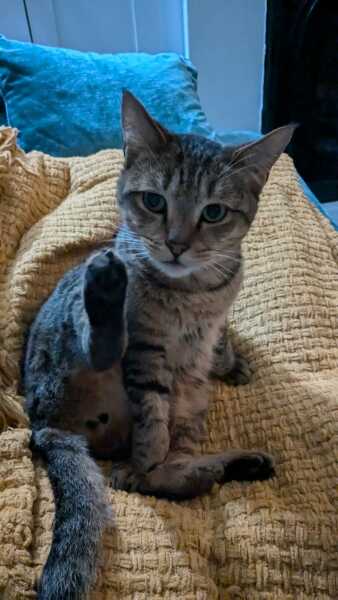 Flounders or Flouncers? The Excellent Cats continue their important debate