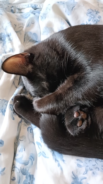 Black cat appreciation (pics please)