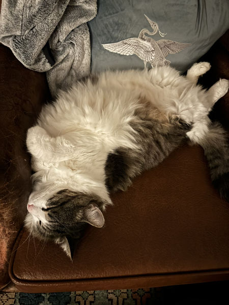 What is your cats personality like?