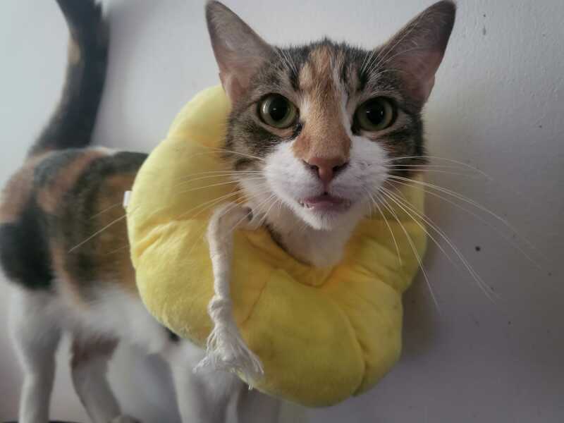 Flounders or Flouncers? The Excellent Cats continue their important debate