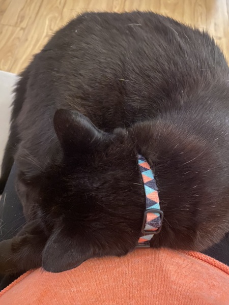 I want to go to bed but I'm cat trapped...