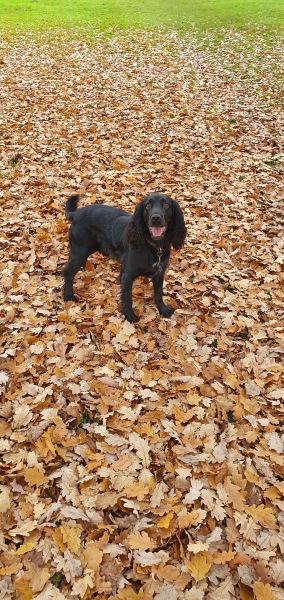 October’s dog of the month: Share your autumn dog photos & win £100 prize bundle!