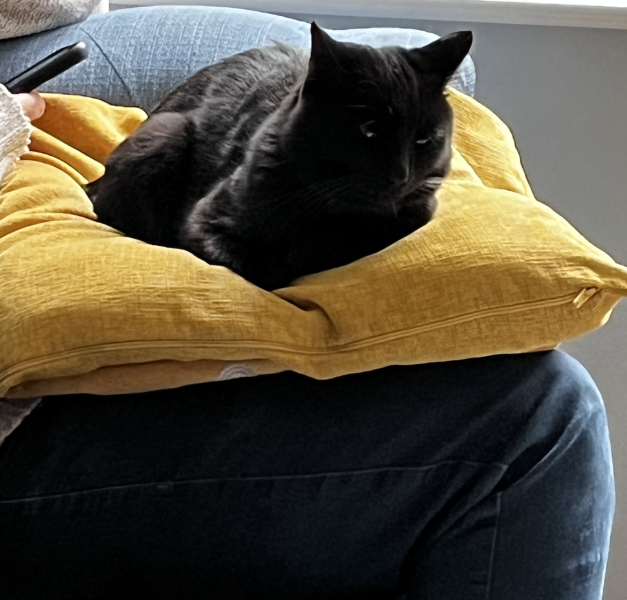If you could have one actual conversation with your cat what would it be?
