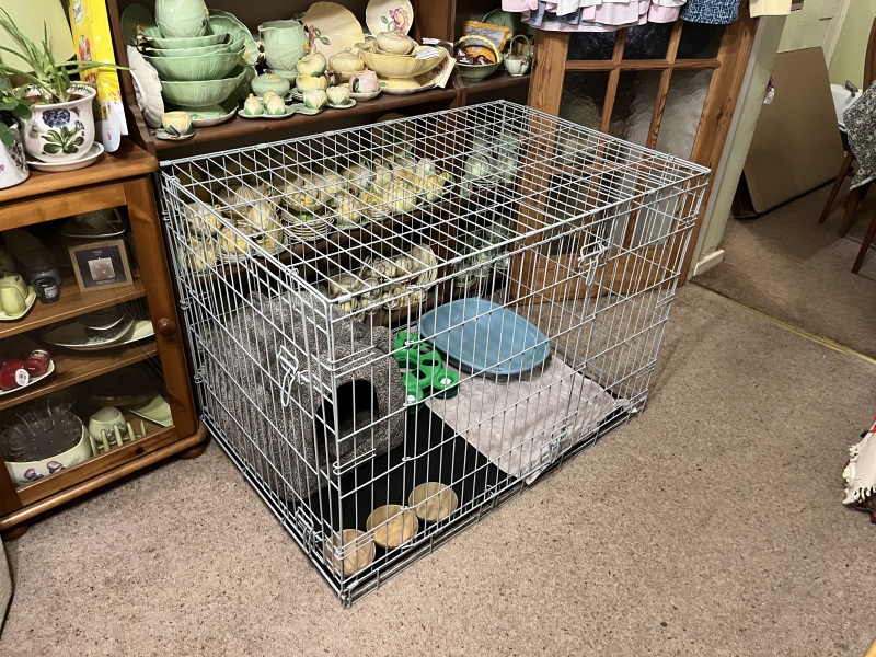 Cage rest