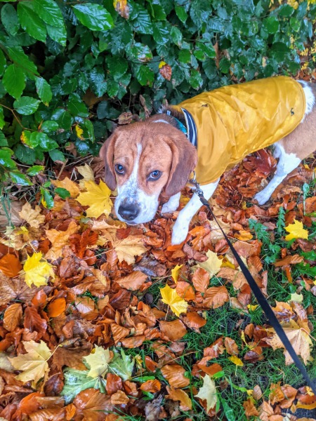 October’s dog of the month: Share your autumn dog photos & win £100 prize bundle!