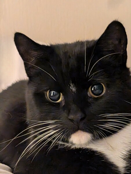 Black cat appreciation (pics please)