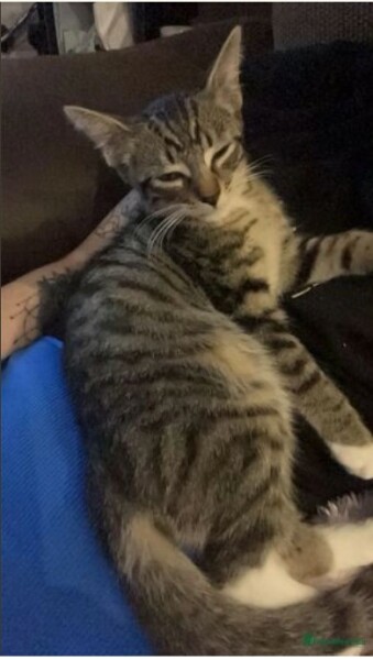 Help me name my new tabby kitten!