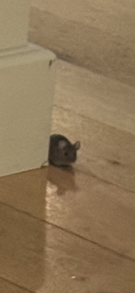 MOUSE IN THE HOUSE